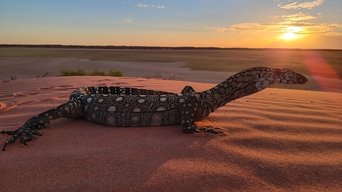 Desert Dwellers