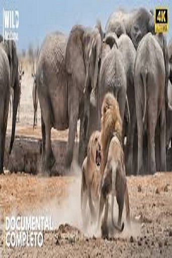 AFRICA - The Brutal Empire of Wildlife