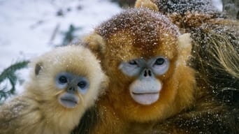 Golden Monkeys: Braving the Impossible