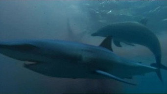 Saved By Dolphins