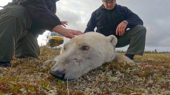 Grey Wolf Cancer Scare