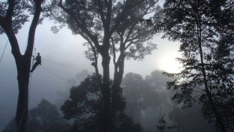 Deep Jungle: New Frontiers