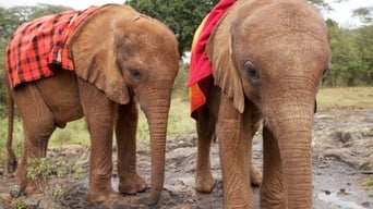 Baby Elephant Rescue