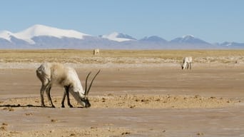 Tibetan Antelope: Mysterious Migration