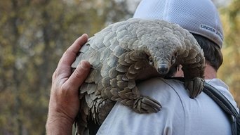 Capa de Pangolin: Kulu's Journey