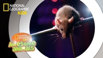 Rat Genius