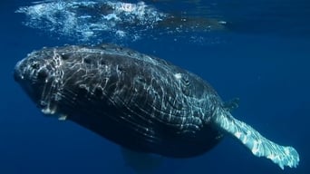 Humpbacks: From Tonga to Antartica