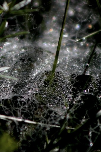 Refractions