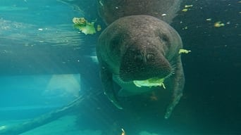 Sea Creatures of the Florida Coast