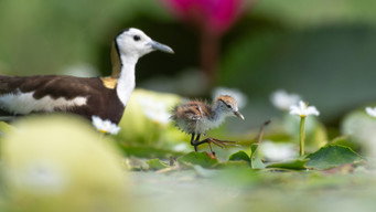 Parenthood: Freshwater