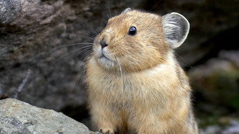 Canada's Wild Untamed