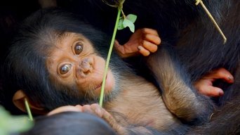 A Baby Chimp's Story