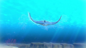 Searching for a Manta Ray