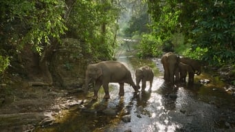 Yunnan's Intrepid Elephants