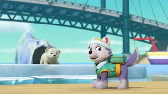 Pups Save a Windswept Polar Bear Cub