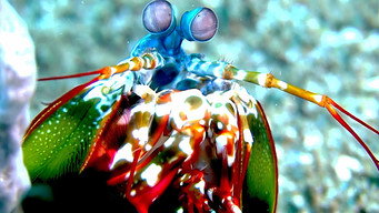 Shell-Bound