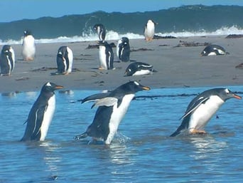 Falkland Islands: Penguin Paradise