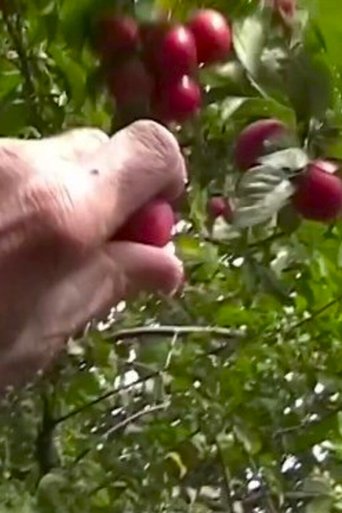 La prunelle rouge