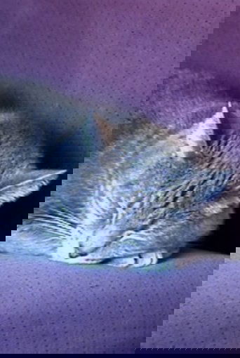 Nine Lives (The Eternal Moment of Now)