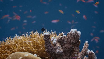 Amazing Animal Homes