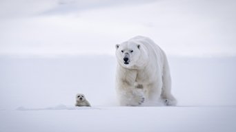 In the Grip of the Seasons (Arctic)