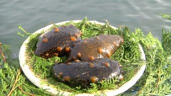 Sea Cucumber