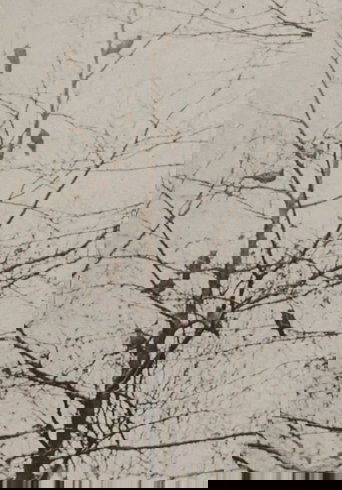 The Aviary