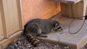 Between a Rock and a Raccoon