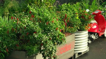Elimination Challenge: Hot New Chilli Dish