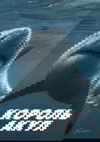 Boss Shark