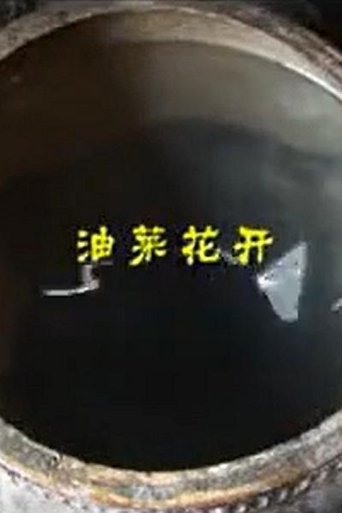 Yellow Flower of Rape