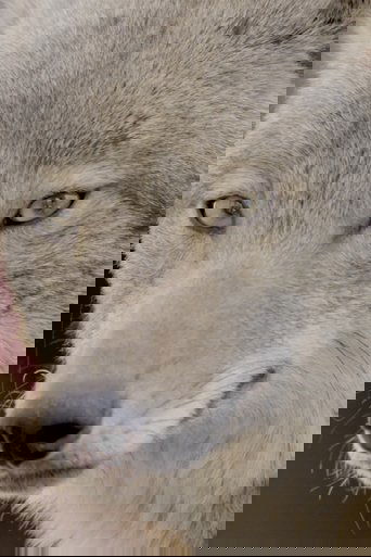 Coywolf