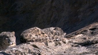 Diaries - Snow Leopard Quest