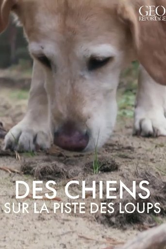 GEO Reportage - Des chiens sur la piste des loups