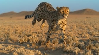 Growing up Cheetah