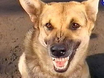 The Killer Dog