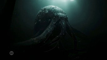 The Hunt for the Kraken