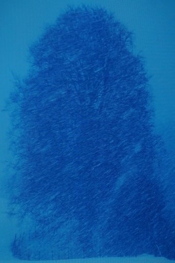 Beech Tree-Appearance