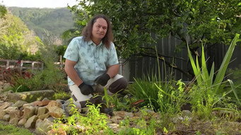 Episode 25 Weed label, Flood, Fruit fly, Terrarium & Rav