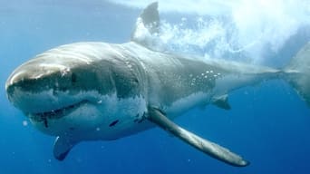 Guadalupe: Island of the White Sharks