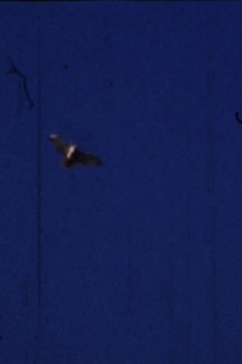 Flying Fish