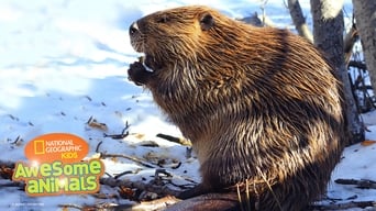 American Beaver