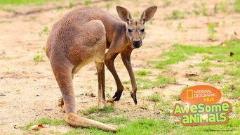 Kangaroo Kaos