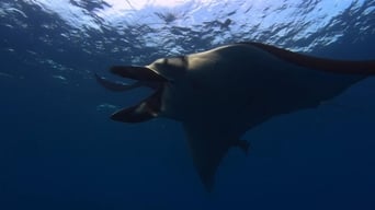 Giant Manta Rays