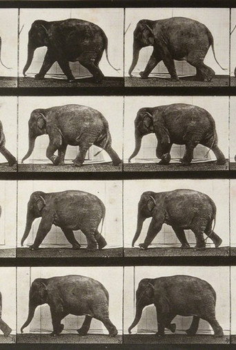 Elephant Walking 在线观看和下载完整电影