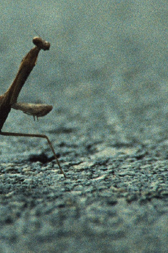 No, I am Not a Toad, I am a Turtle! 在线观看和下载完整电影