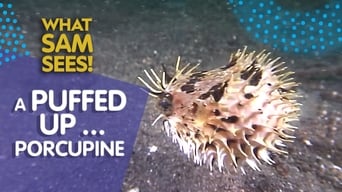 A Puffed Up... Porcupine