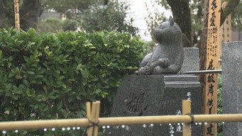 At the Pet Cemetery Where Animals Rest in Peace