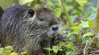 Coypus