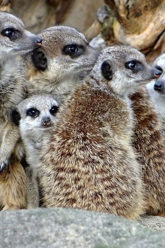 Le clan des suricates, nouvelle génération